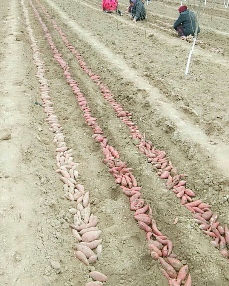 红薯苗商薯19