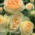 玫瑰小苗月季苗随机搭配10个品种颜色齐全