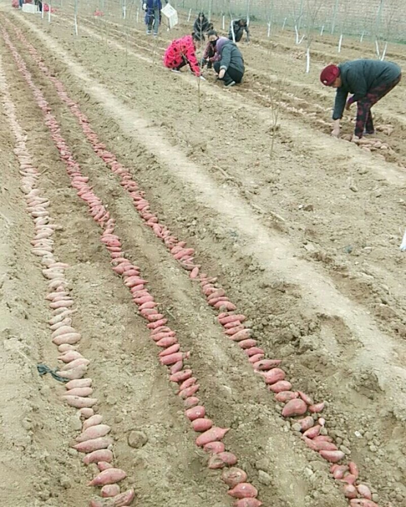 红薯苗商薯19