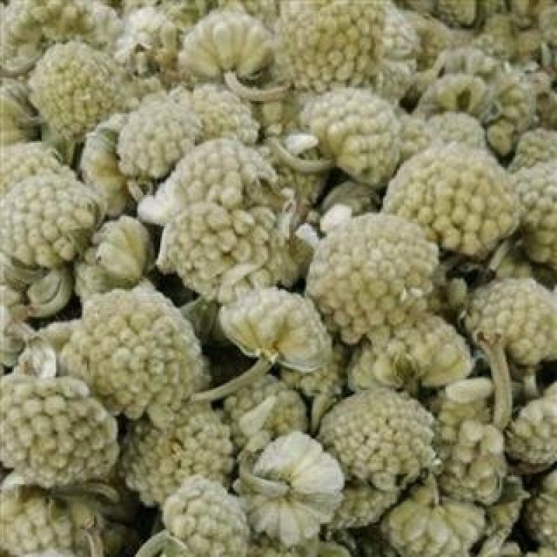 绿萝花，中药材常年批发