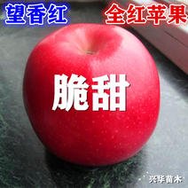 辽宁望香红苹果苗新品种，全红色苹果可储藏6个月
