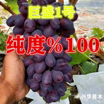 巨盛一号葡萄苗嫁接成品苗早熟品种基地直发