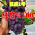 巨盛一号葡萄苗嫁接成品苗早熟品种基地直发