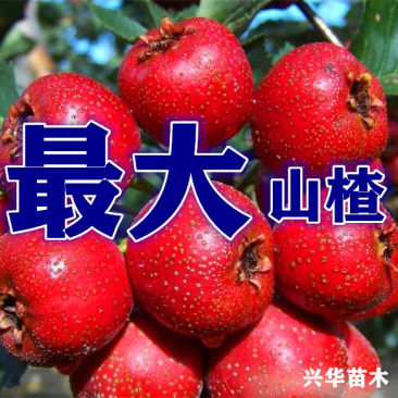 磨盘山楂苗辽宁耐寒大果山楂树苗甜山楂苗产地批发