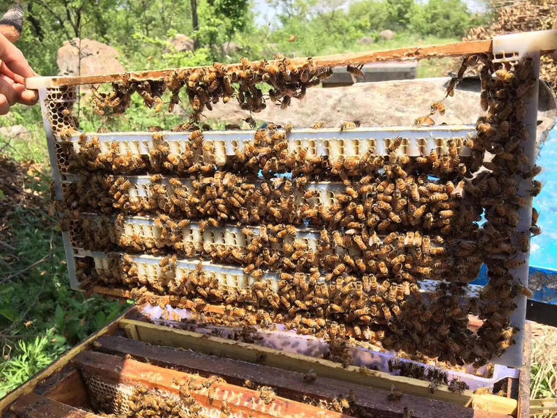 蜂场直供2021年新鲜油菜王浆早春蜂王浆高活性冰袋保鲜