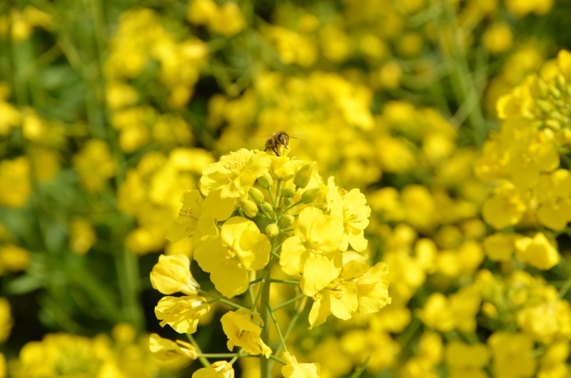 蜂场直供2021年新鲜油菜王浆早春蜂王浆高活性冰袋保鲜