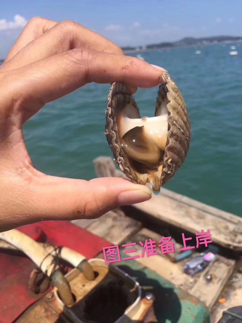 【推荐】300头淡口足干大连干贝干瑶柱元贝（纯淡口足干）