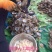 【推荐】300头淡口足干大连干贝干瑶柱元贝（纯淡口足干）