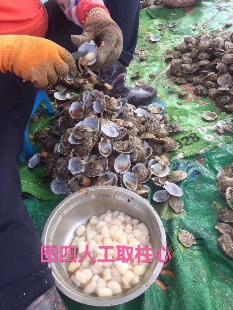 【推荐】300头淡口足干大连干贝干瑶柱元贝（纯淡口足干）
