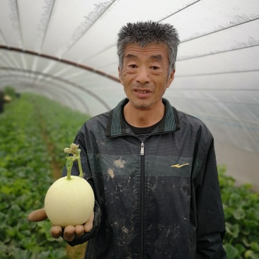 现货阎良甜瓜新鲜水果一件代发陕西发货非云南玉金香