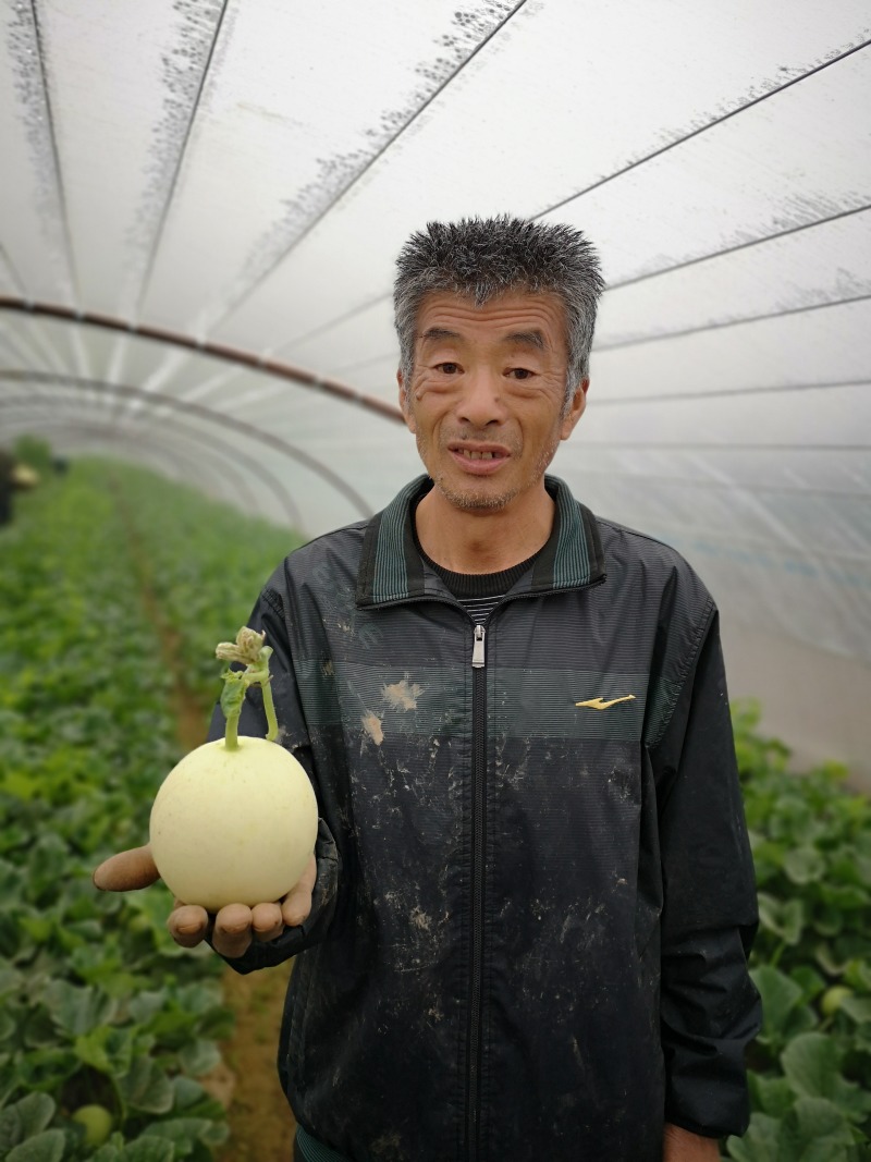 现货阎良甜瓜新鲜水果一件代发陕西发货非云南玉金香