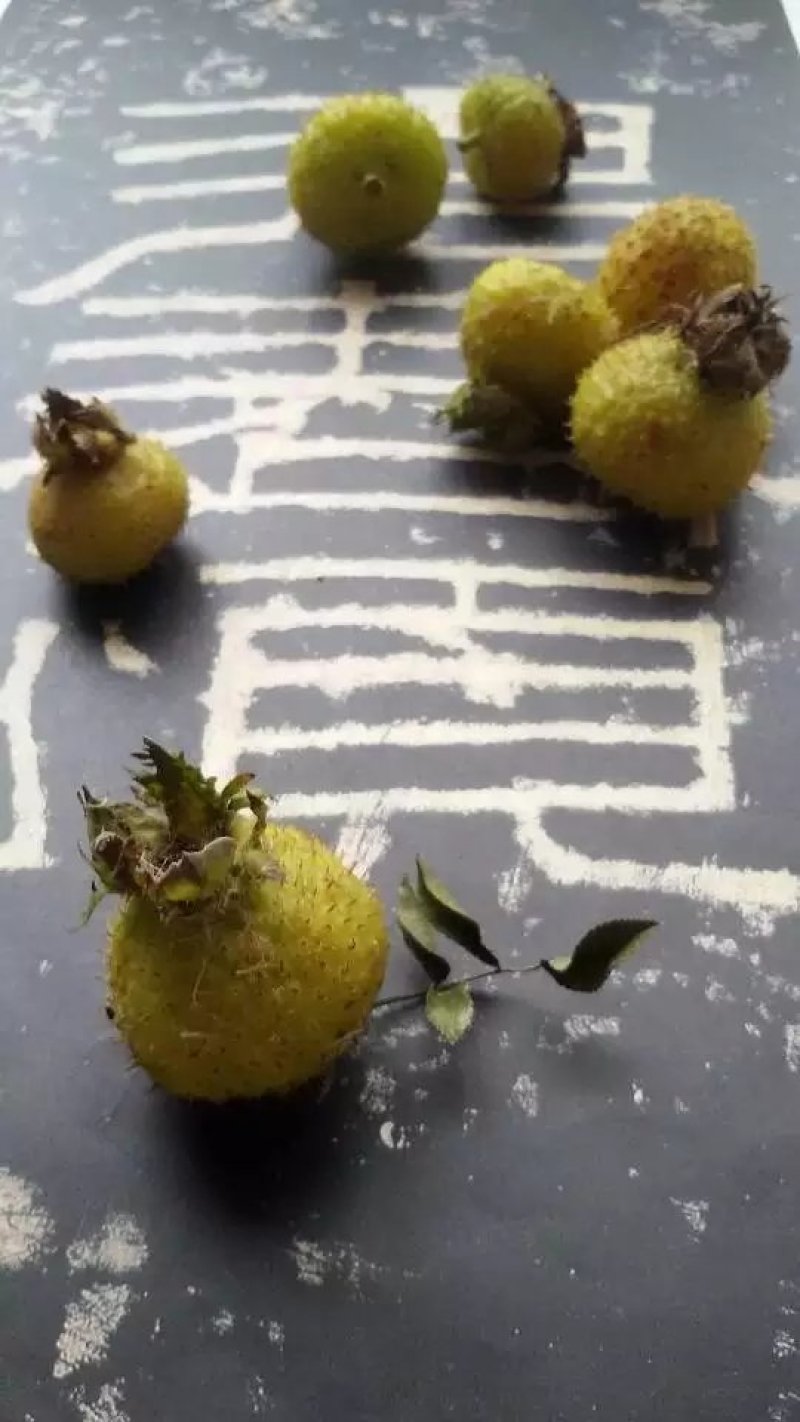 自然栽植刺梨大苗，7年优质刺梨大苗、原生刺梨大苗