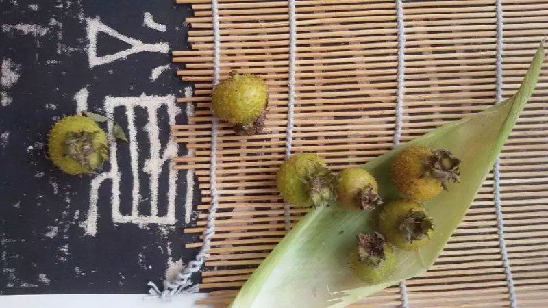 自然栽植刺梨大苗，7年优质刺梨大苗、原生刺梨大苗