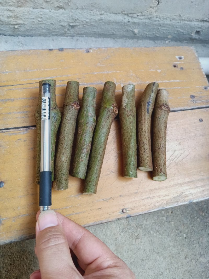 藤县和平无渣粉葛桂葛一号种苗&带芽通货可直接栽种