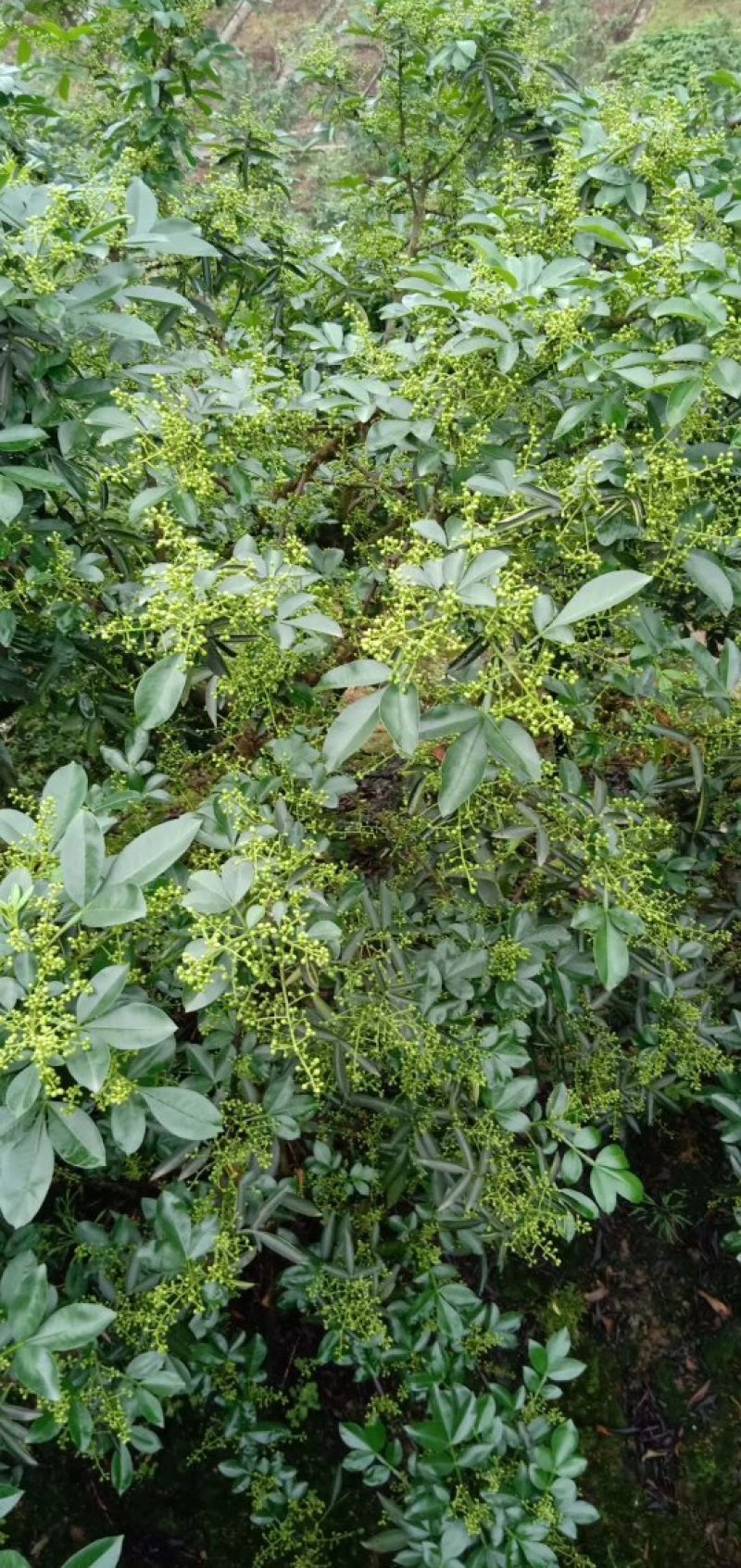 青花椒