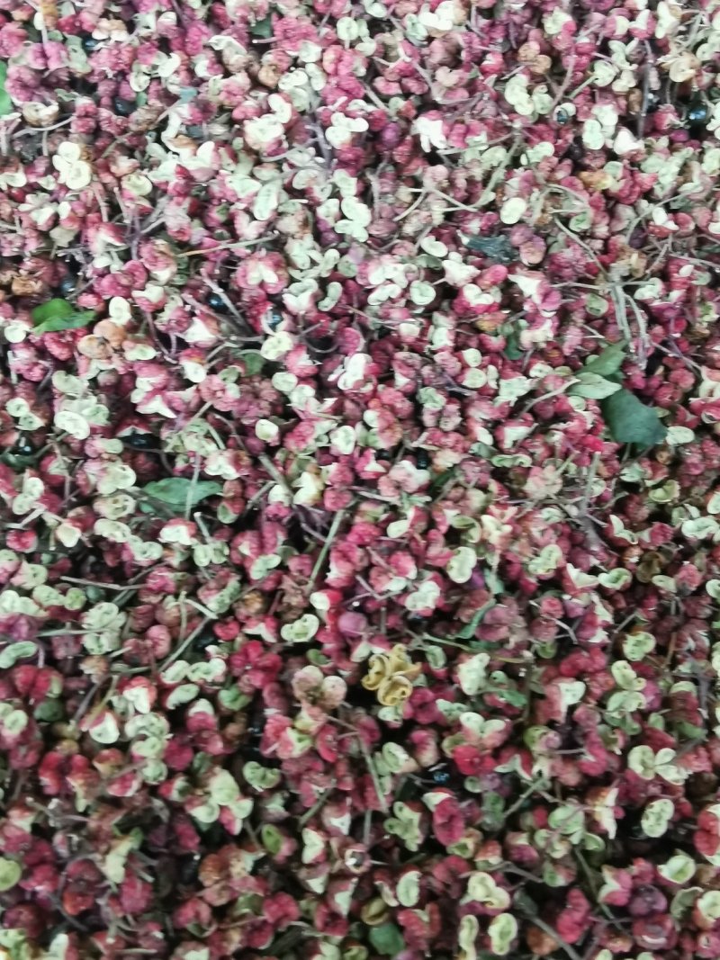 青花椒