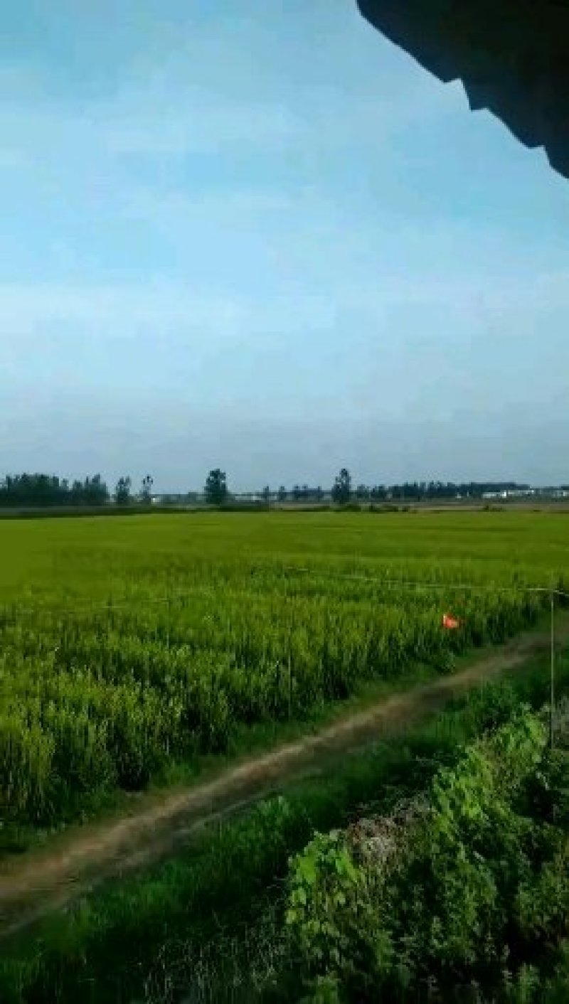 湖南黄花菜种苗，有早中期黄花菜猛子花种苗