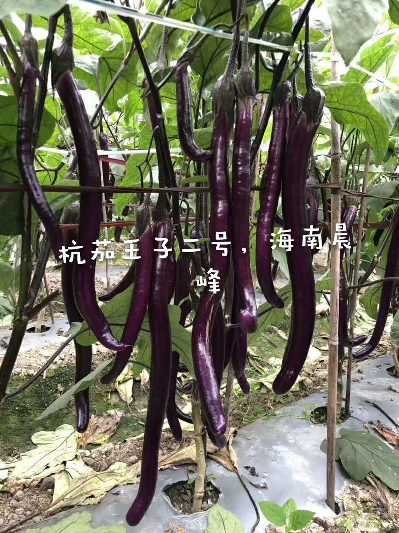 紫红色口感佳线茄种子，茄子种子，高产抗病品质保障