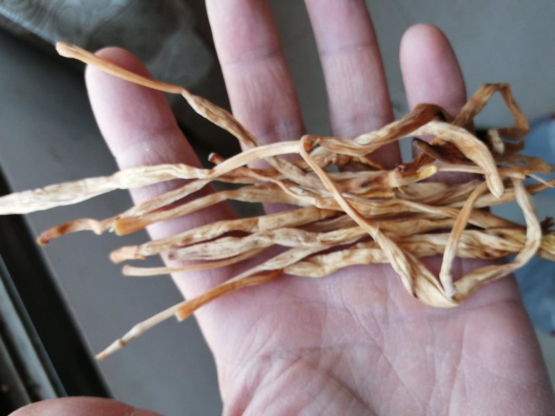 黄花菜种苗30~50cm，有四月花，白花.猛子花，冲里