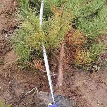 油松杯苗油松大田苗大量供应