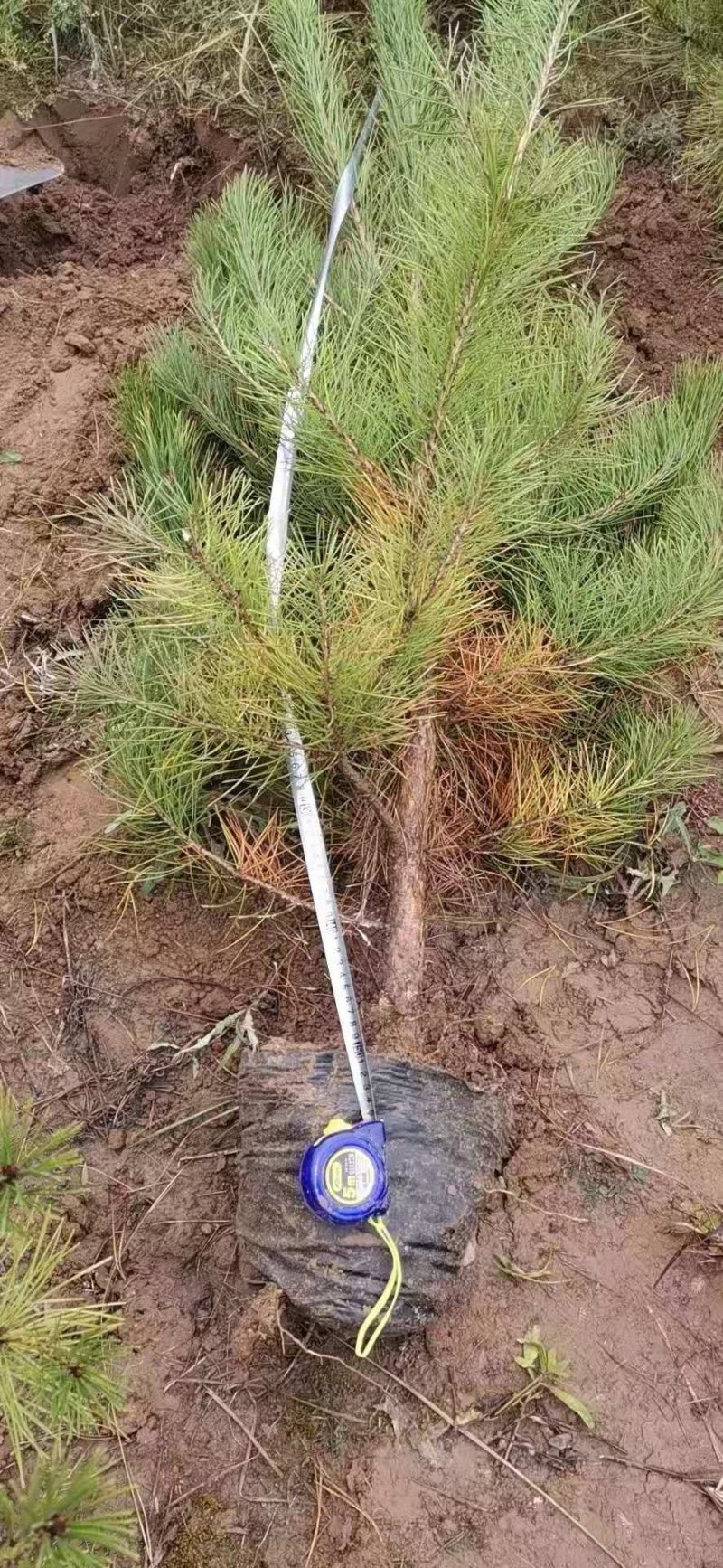 油松杯苗油松大田苗大量供应