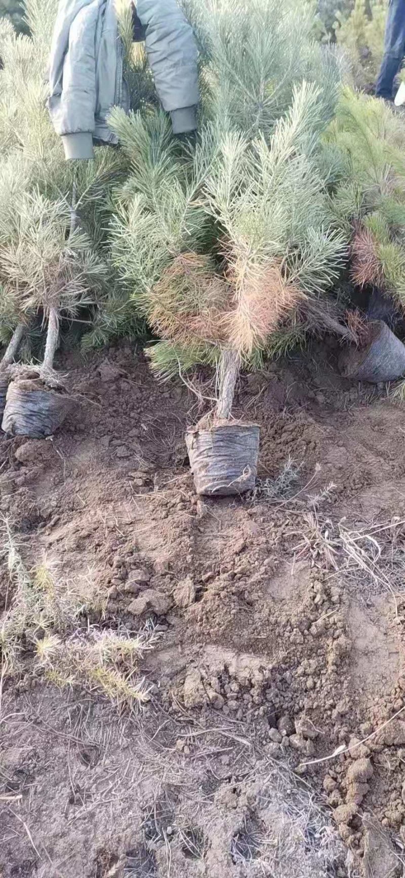 油松杯苗油松大田苗大量供应
