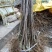 樱桃嫁接苗、基地直供、品质保证、现挖现实