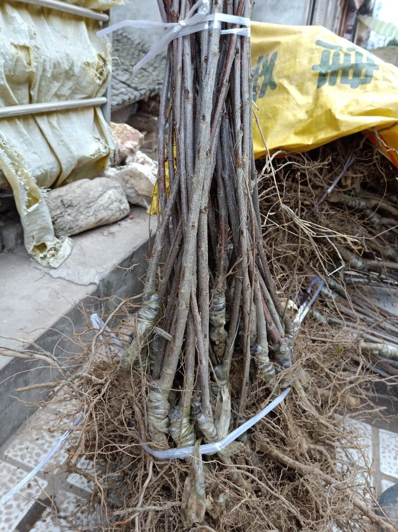 樱桃嫁接苗、基地直供、品质保证、现挖现实