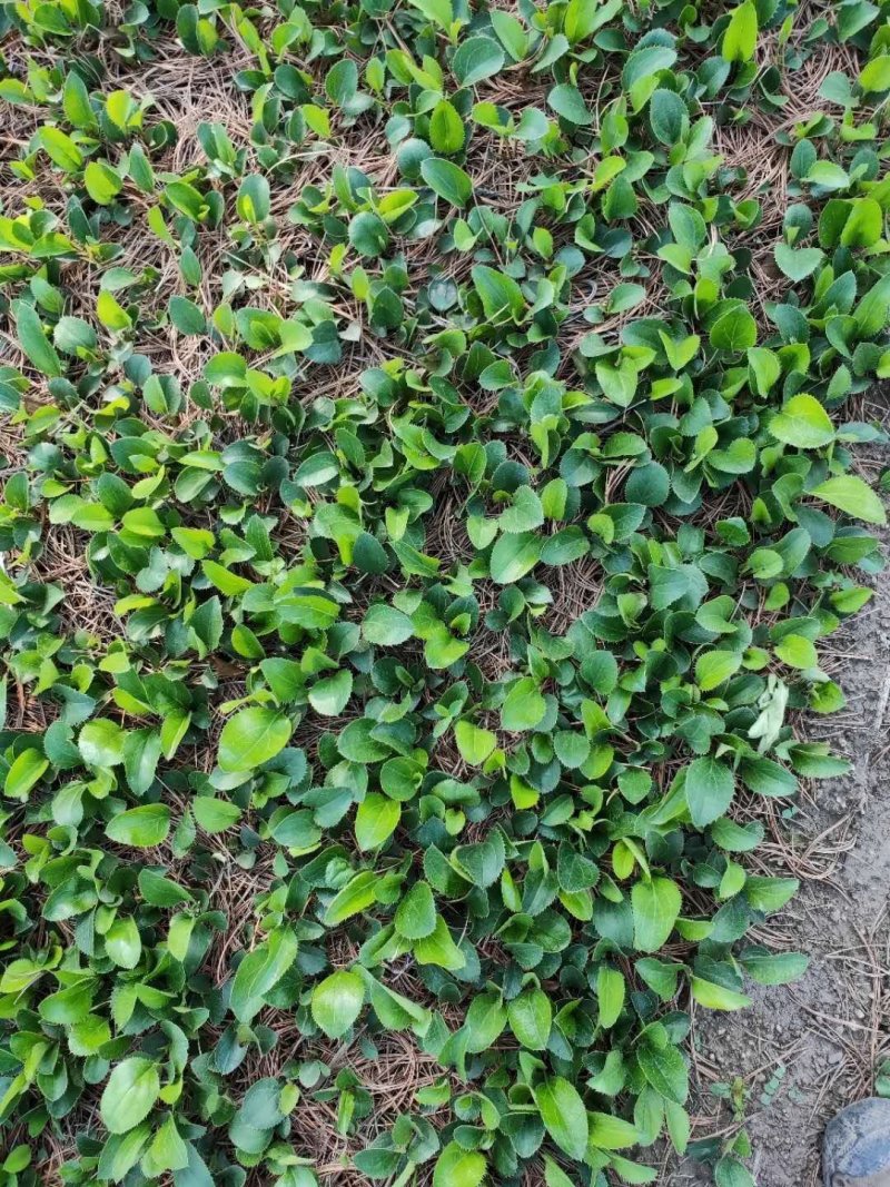 苍术种苗一手货源包成活量大从优诚信经营放心苗