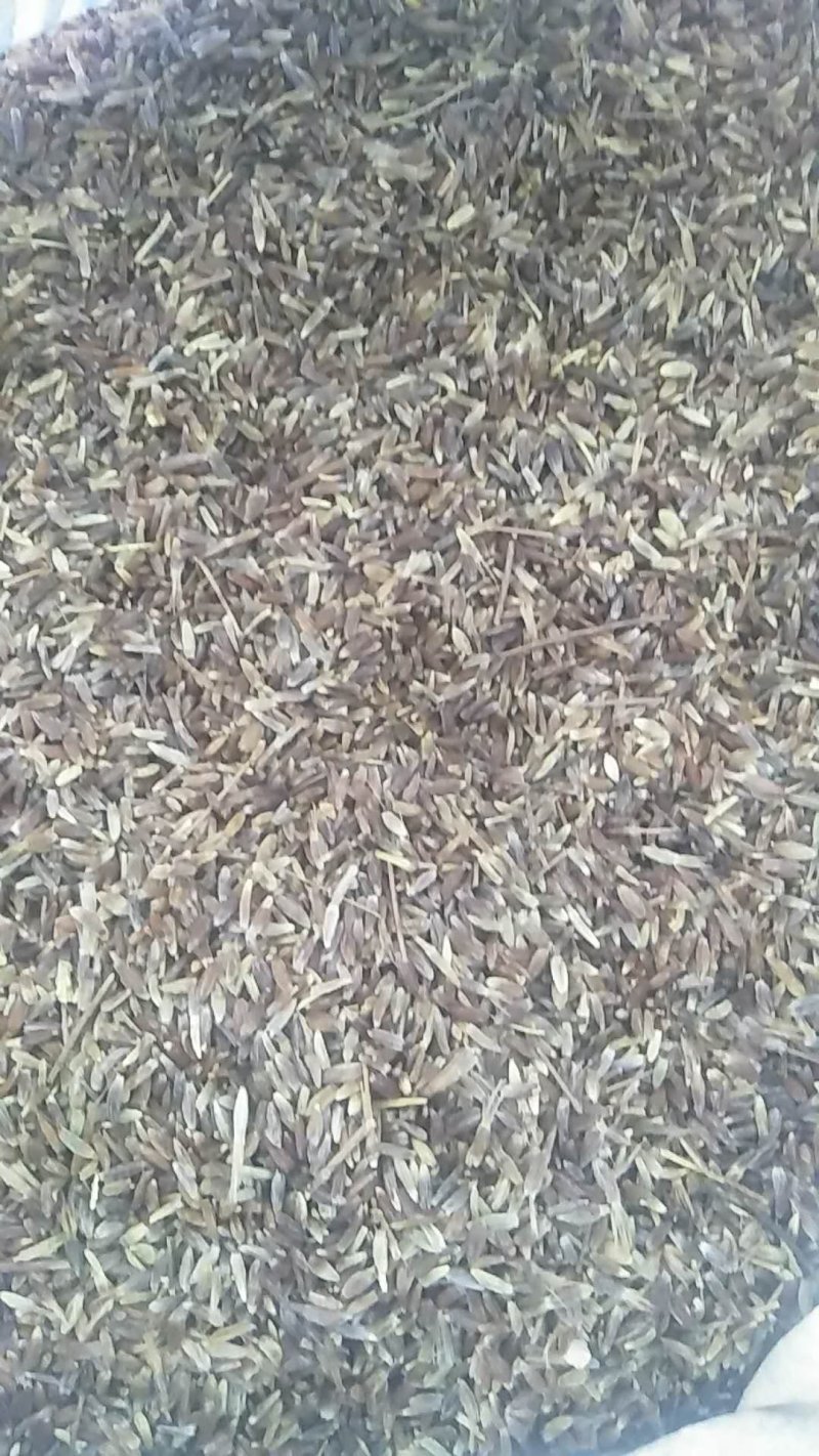 苍术种苗一手货源包成活量大从优诚信经营放心苗