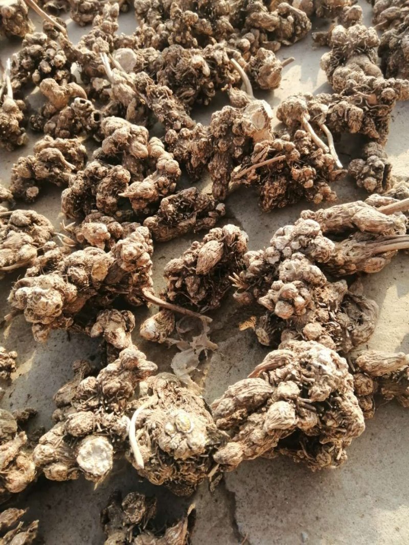 苍术种苗一手货源包成活量大从优诚信经营放心苗