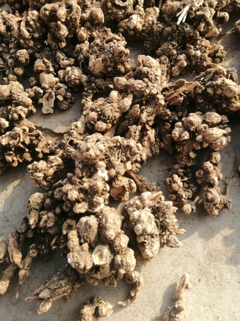 苍术种苗一手货源包成活量大从优诚信经营放心苗