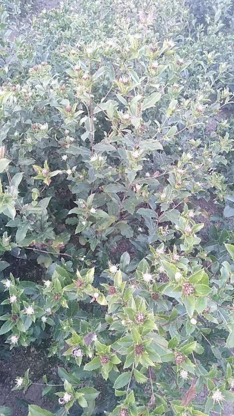苍术种苗一手货源包成活量大从优诚信经营放心苗