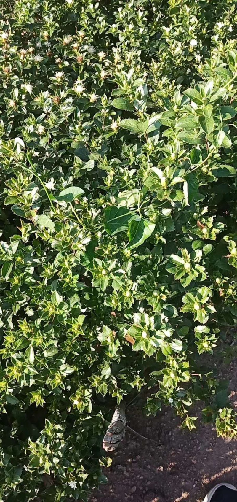 苍术种苗一手货源包成活量大从优诚信经营放心苗