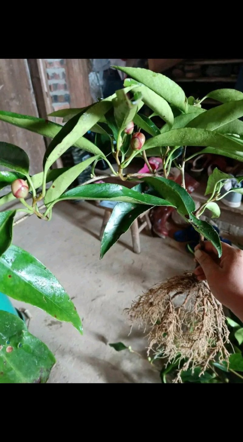 特色大血腾五味子水果黑老虎布福娜果苗观赏果树苗当年结果