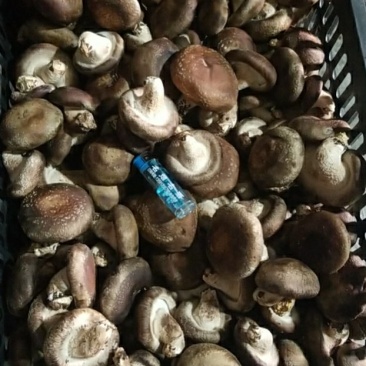 香菇