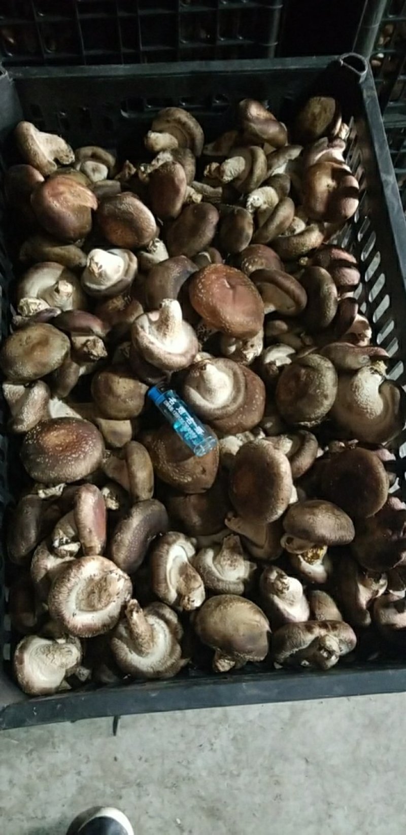 香菇