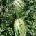 巨龙长花瓜超大果形，深绿皮西瓜种子真正的懒汉瓜种子