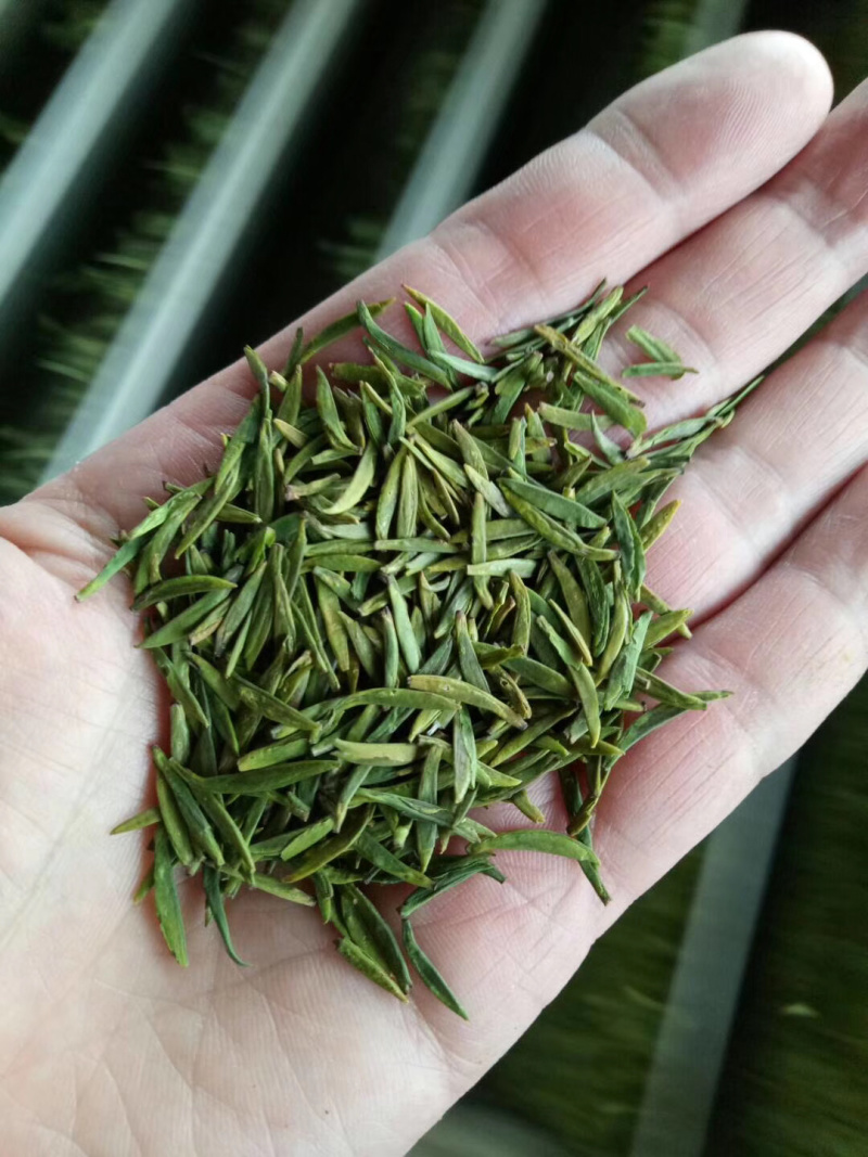 峨眉山的竹叶青