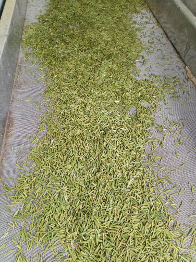 峨眉山的竹叶青