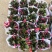 蟹爪莲花卉盆景观赏植物颜色齐全四季开花养护简单