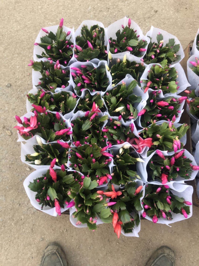 蟹爪莲花卉盆景观赏植物颜色齐全四季开花养护简单