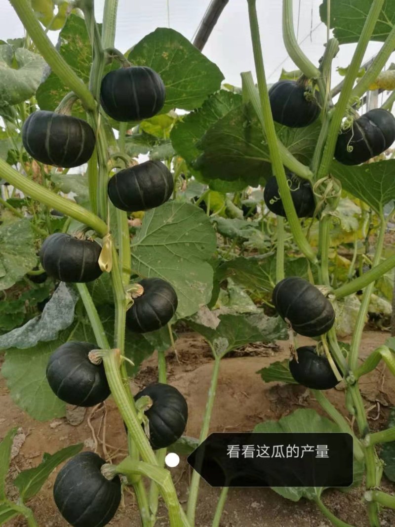 糯面南瓜糖度高适合电商超市团购