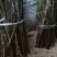 桃子嫁接苗、多个品种、基地直供、品质保证、现挖现买