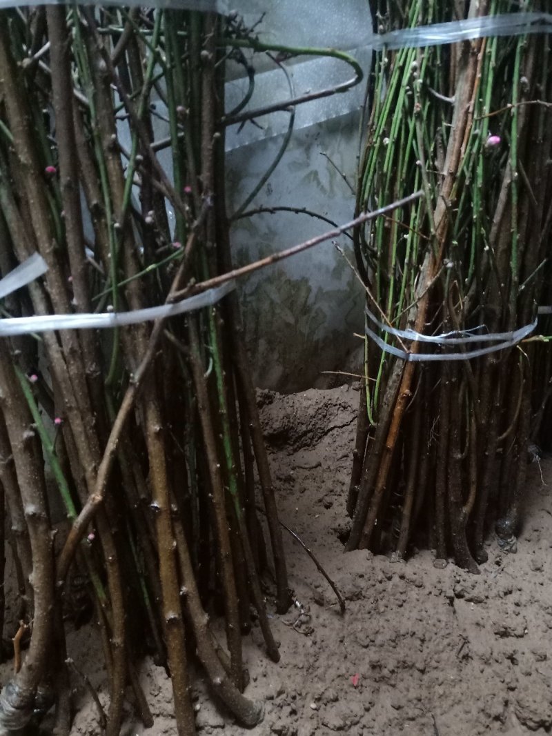 桃子嫁接苗、多个品种、基地直供、品质保证、现挖现买