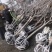 樱花装车8厘米以上晚樱关岛红叶樱花苗长的慢3厘米