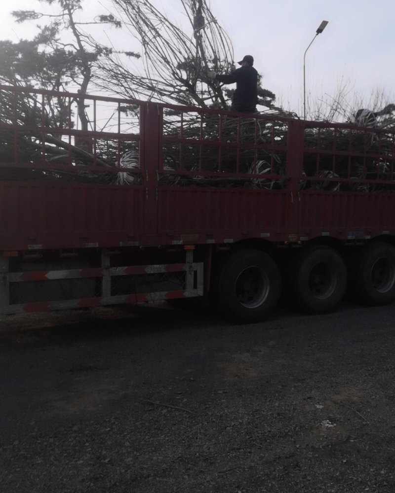 樱花装车8厘米以上晚樱关岛红叶樱花苗长的慢3厘米