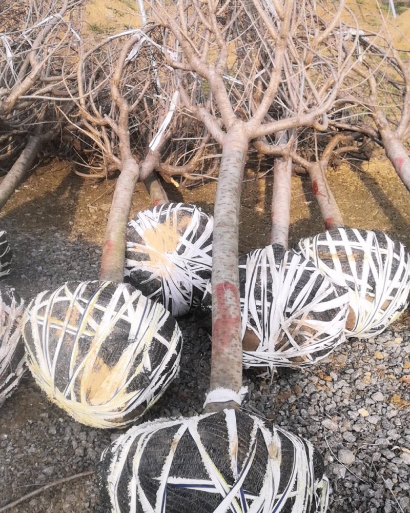 樱花装车8厘米以上晚樱关岛红叶樱花苗长的慢3厘米