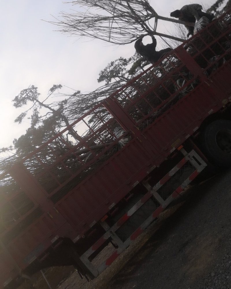 樱花装车8厘米以上晚樱关岛红叶樱花苗长的慢3厘米
