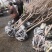 樱花装车8厘米以上晚樱关岛红叶樱花苗长的慢3厘米